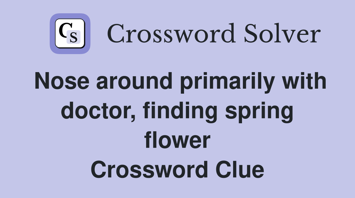 Nose around primarily with doctor, finding spring flower Crossword Clue
