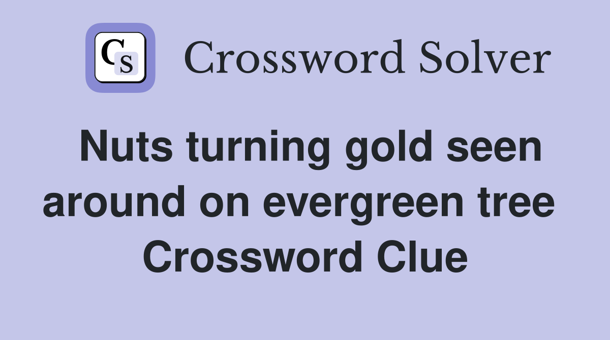 Nuts turning gold seen around on evergreen tree  Crossword Clue