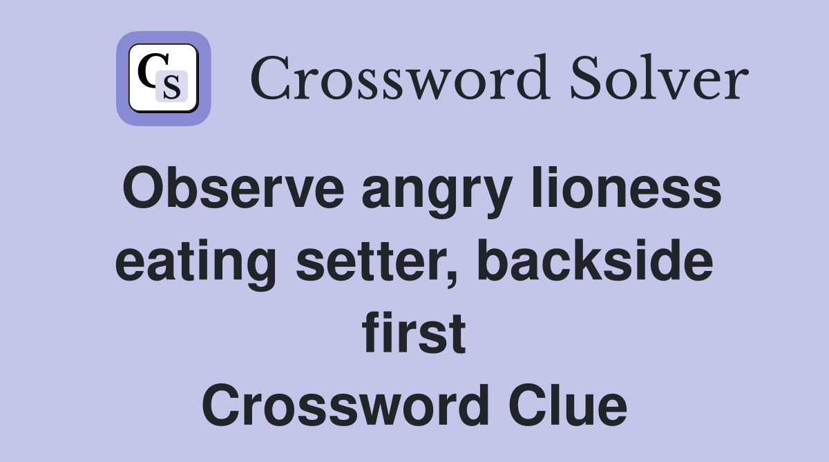 Observe angry lioness eating setter backside first Crossword Clue