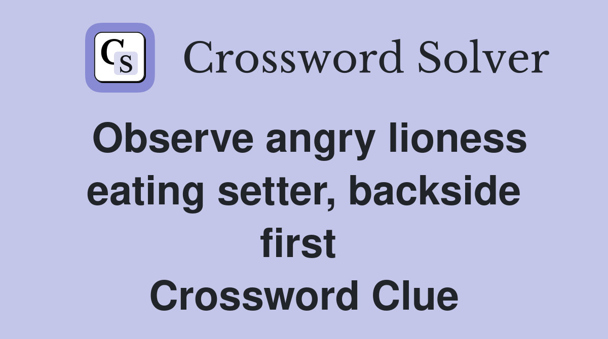 Observe angry lioness eating setter, backside first  Crossword Clue