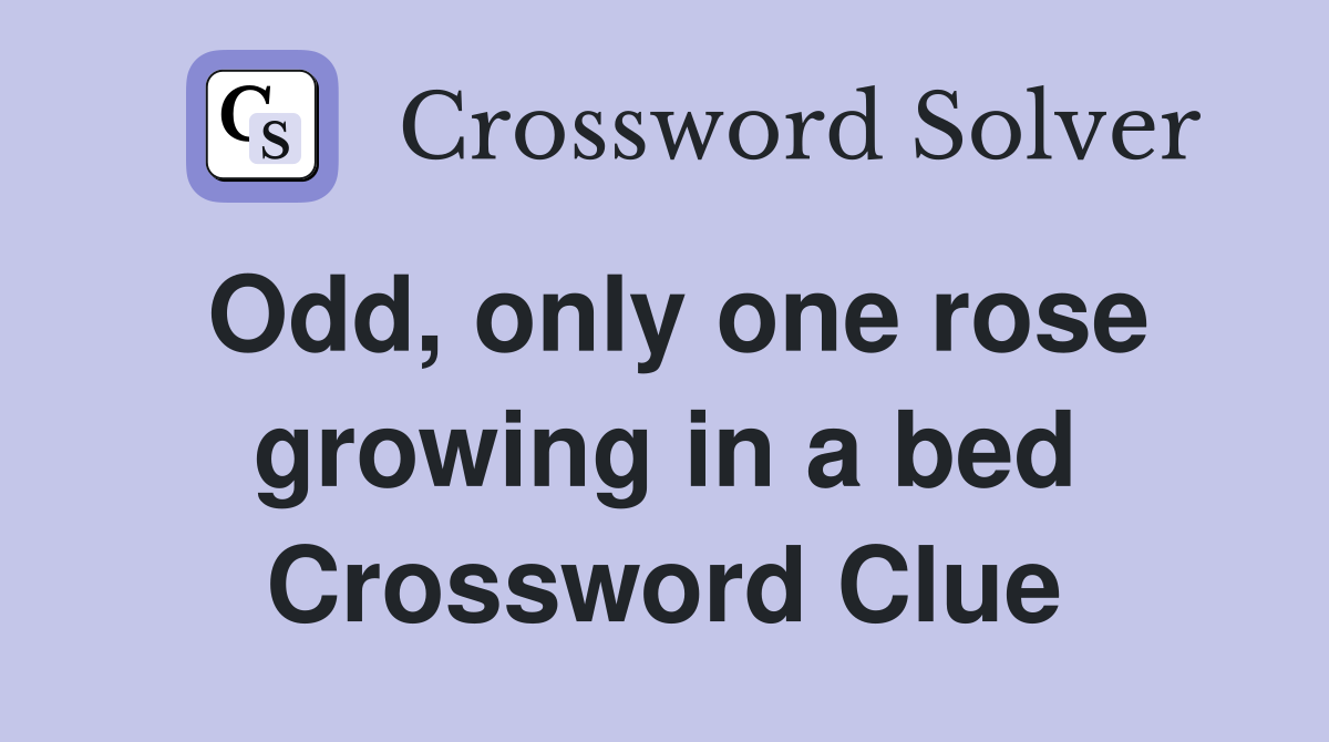 Odd, only one rose growing in a bed Crossword Clue