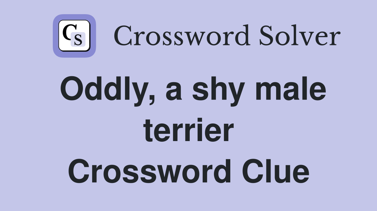Oddly, a shy male terrier Crossword Clue