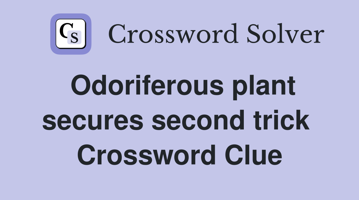 Odoriferous plant secures second trick  Crossword Clue