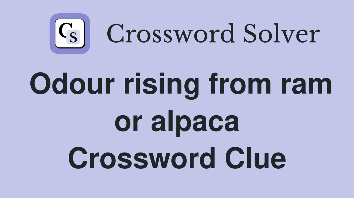 Odour rising from ram or alpaca Crossword Clue