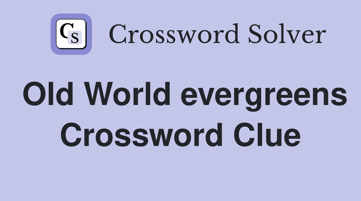 Old World evergreens Crossword Clue