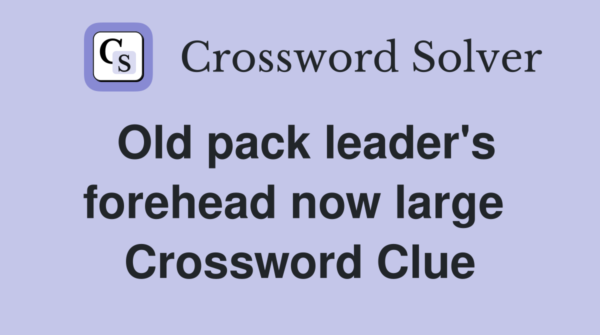 Old pack leader's forehead now large  Crossword Clue