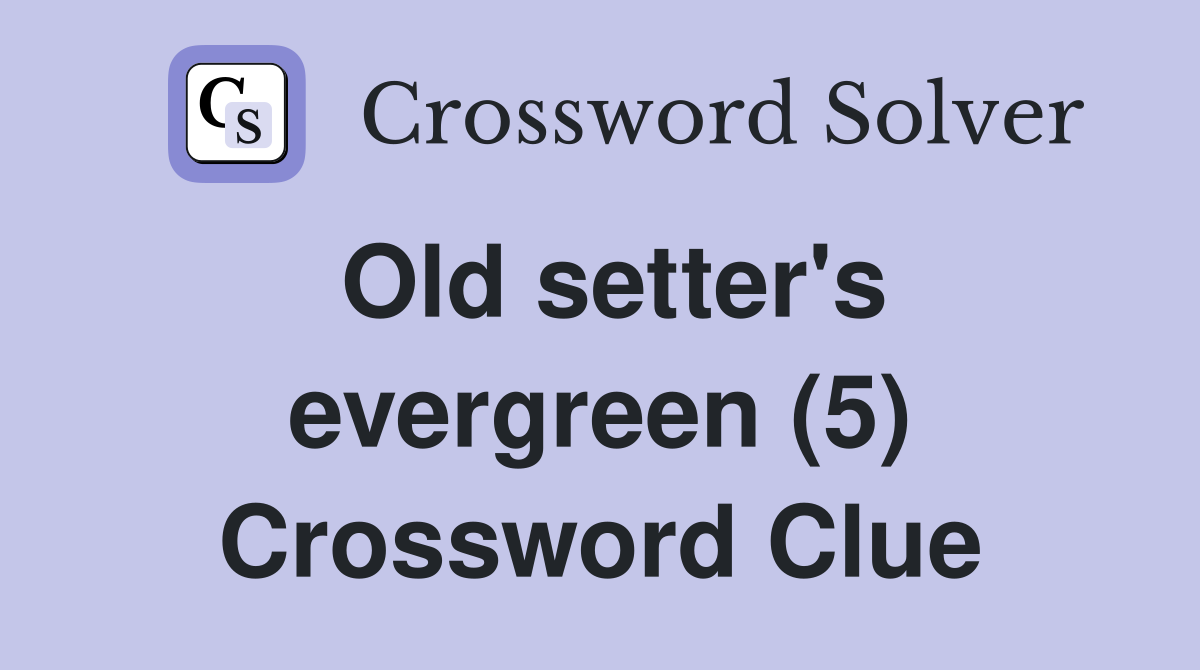Old setter's evergreen (5) Crossword Clue