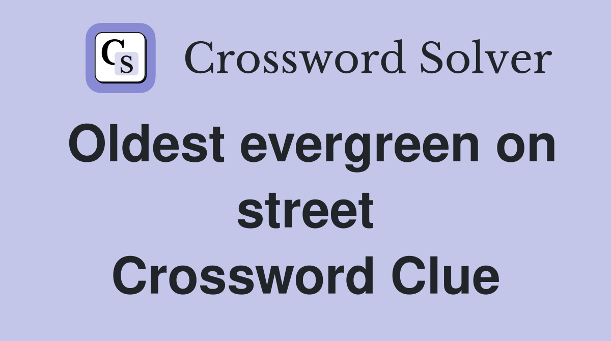 Oldest evergreen on street Crossword Clue