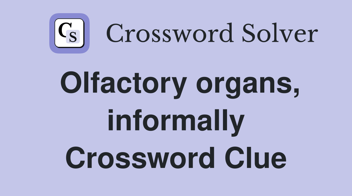 Olfactory organs, informally Crossword Clue
