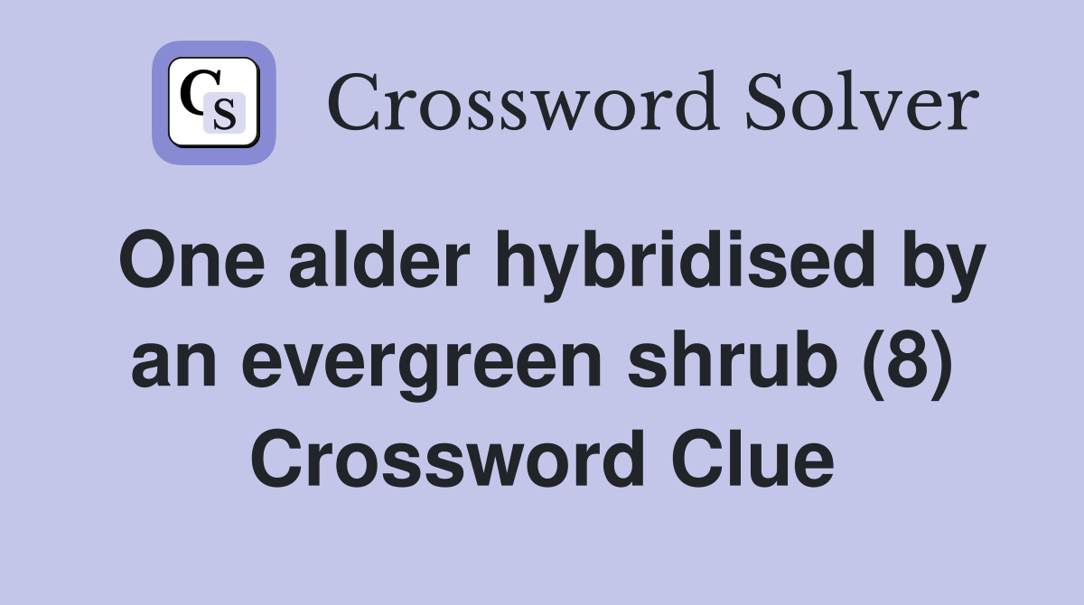 One alder hybridised by an evergreen shrub (8) Crossword Clue