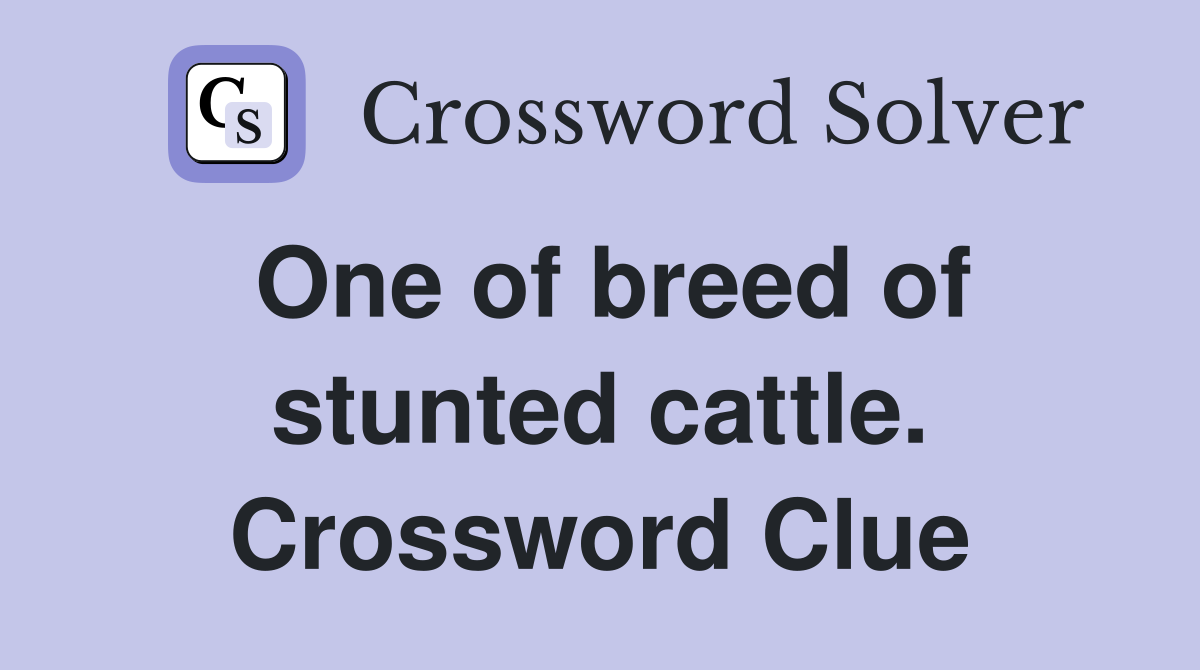 One of breed of stunted cattle. Crossword Clue