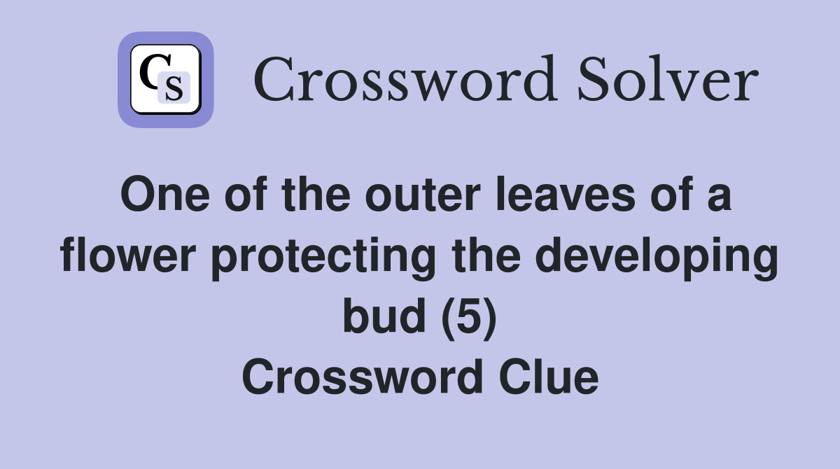 One of the outer leaves of a flower protecting the developing bud (5) Crossword Clue