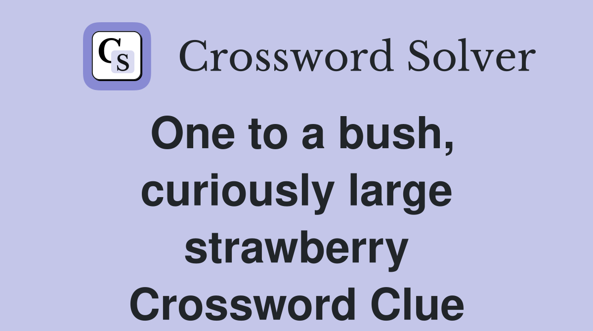 One to a bush, curiously large strawberry Crossword Clue