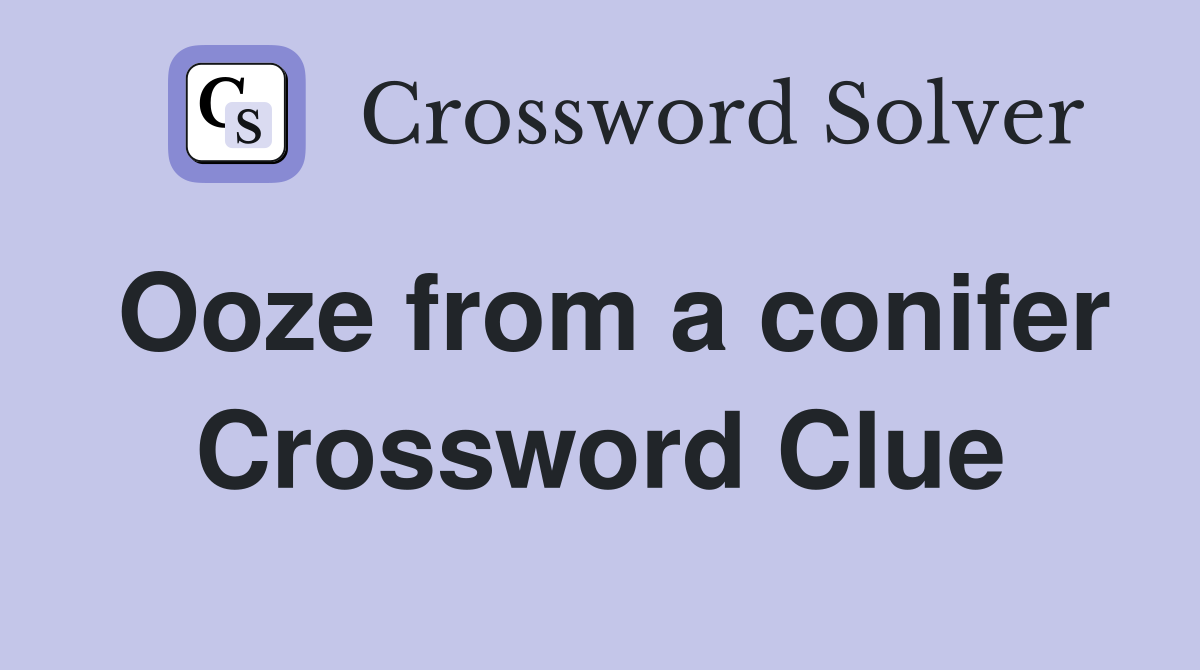Ooze from a conifer Crossword Clue