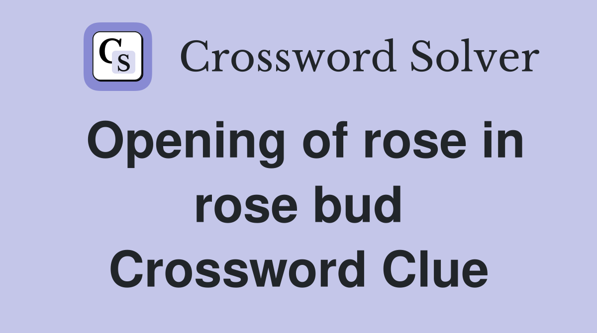 Opening of rose in rose bud Crossword Clue