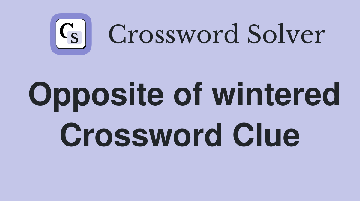 Opposite of wintered Crossword Clue