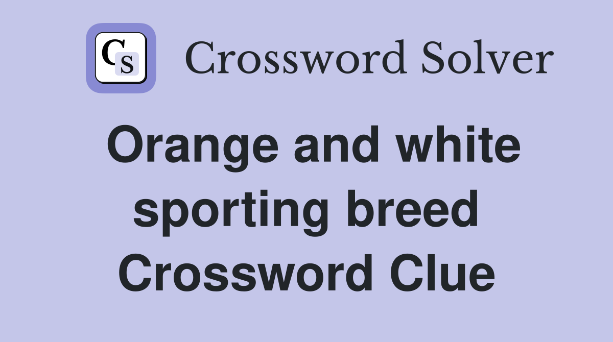 Orange and white sporting breed Crossword Clue