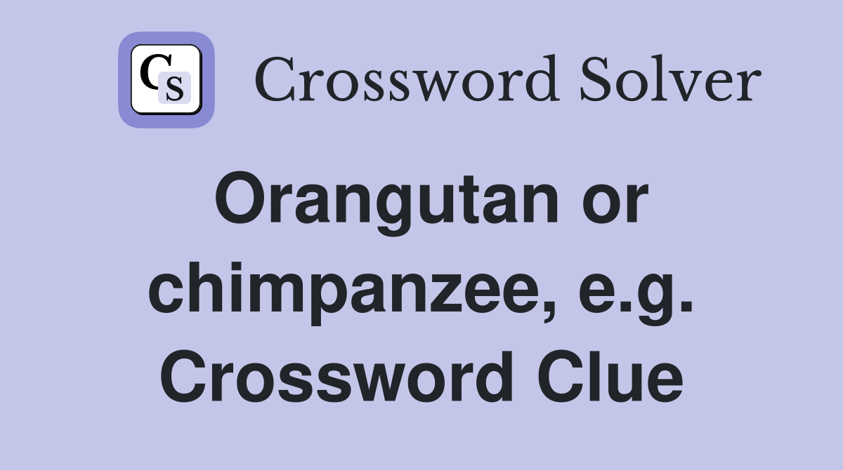 Orangutan or chimpanzee, e.g. Crossword Clue