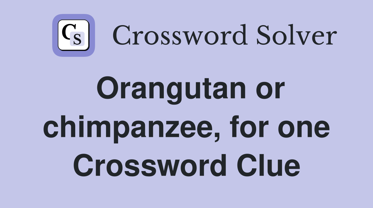 Orangutan or chimpanzee, for one Crossword Clue