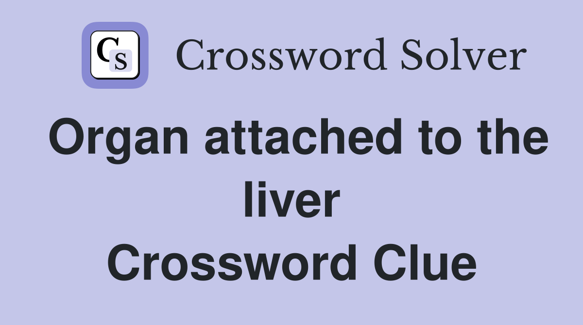 Organ attached to the liver Crossword Clue