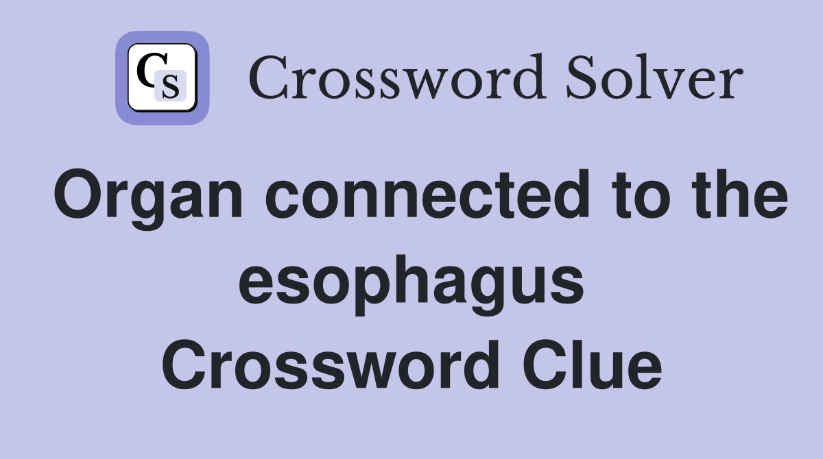 Organ connected to the esophagus Crossword Clue