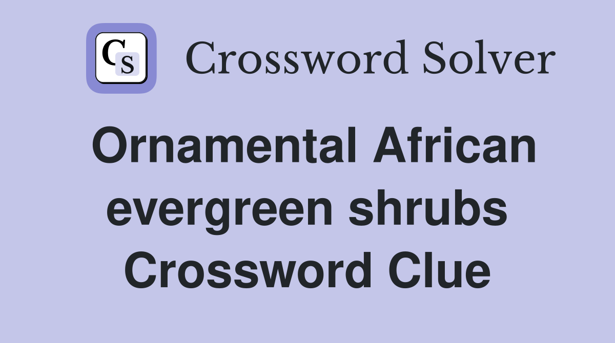 Ornamental African evergreen shrubs Crossword Clue