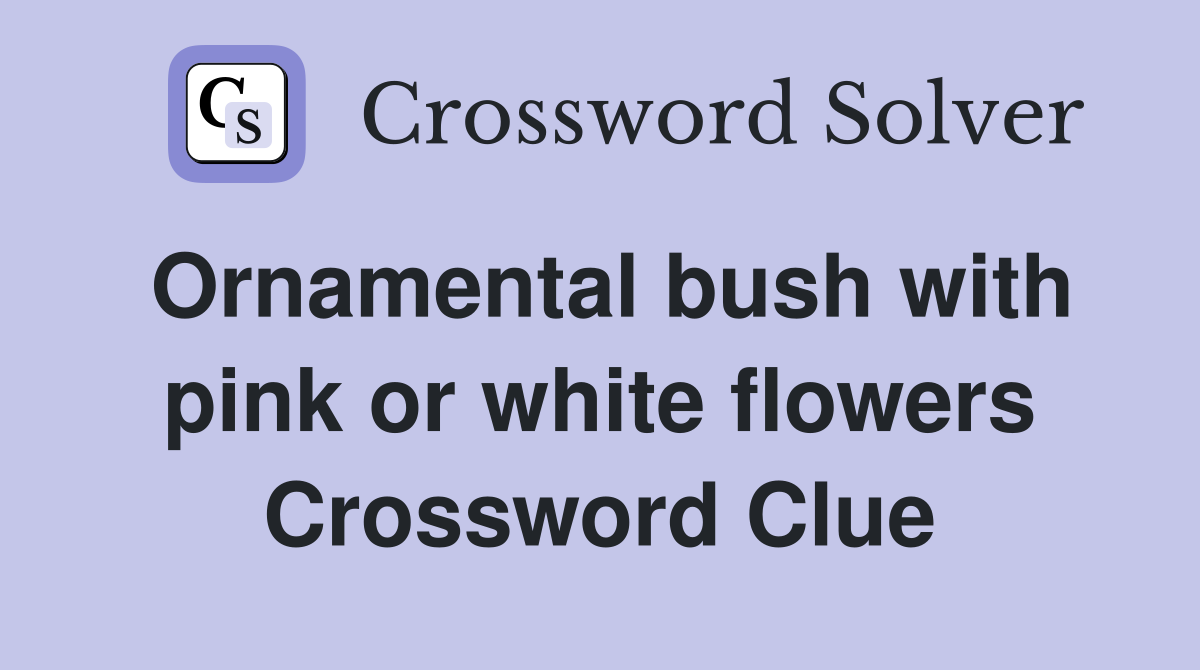 Ornamental bush with pink or white flowers Crossword Clue