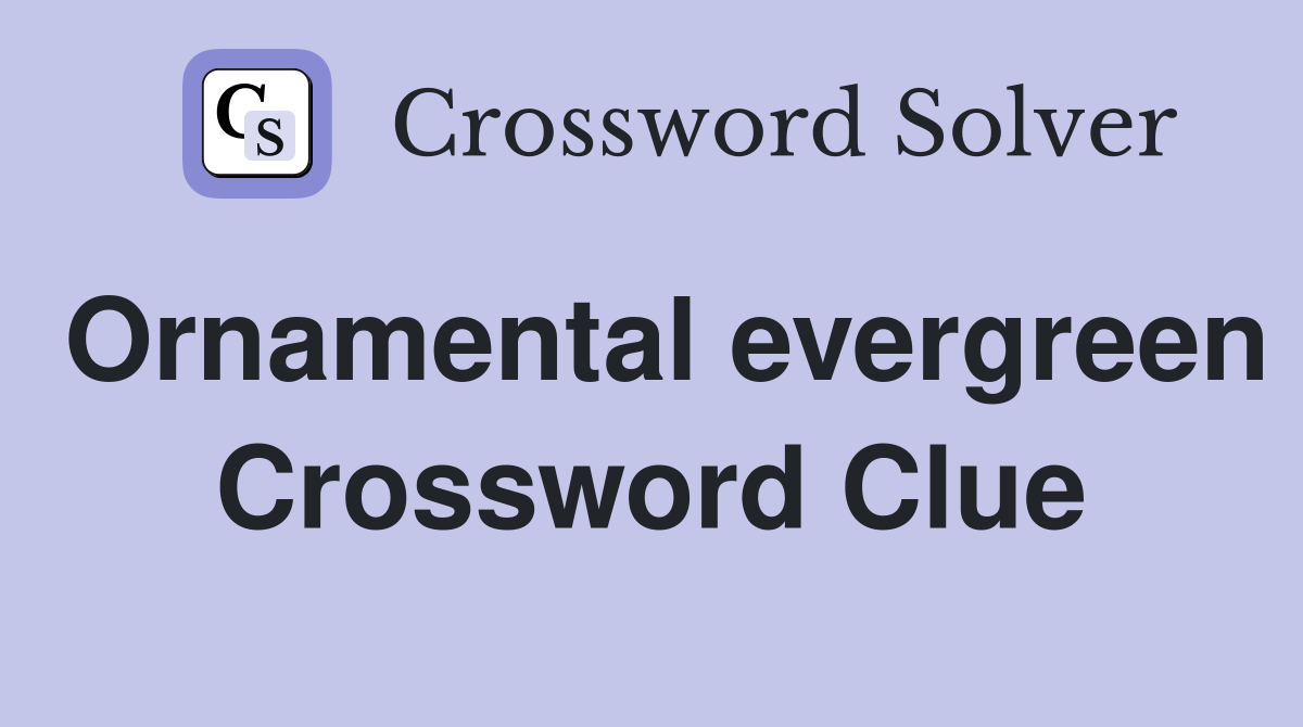 Ornamental evergreen Crossword Clue