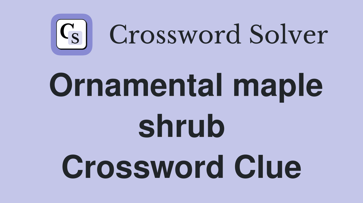 Ornamental maple shrub Crossword Clue