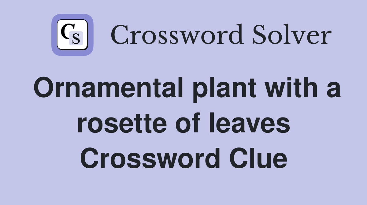 Ornamental plant with a rosette of leaves Crossword Clue