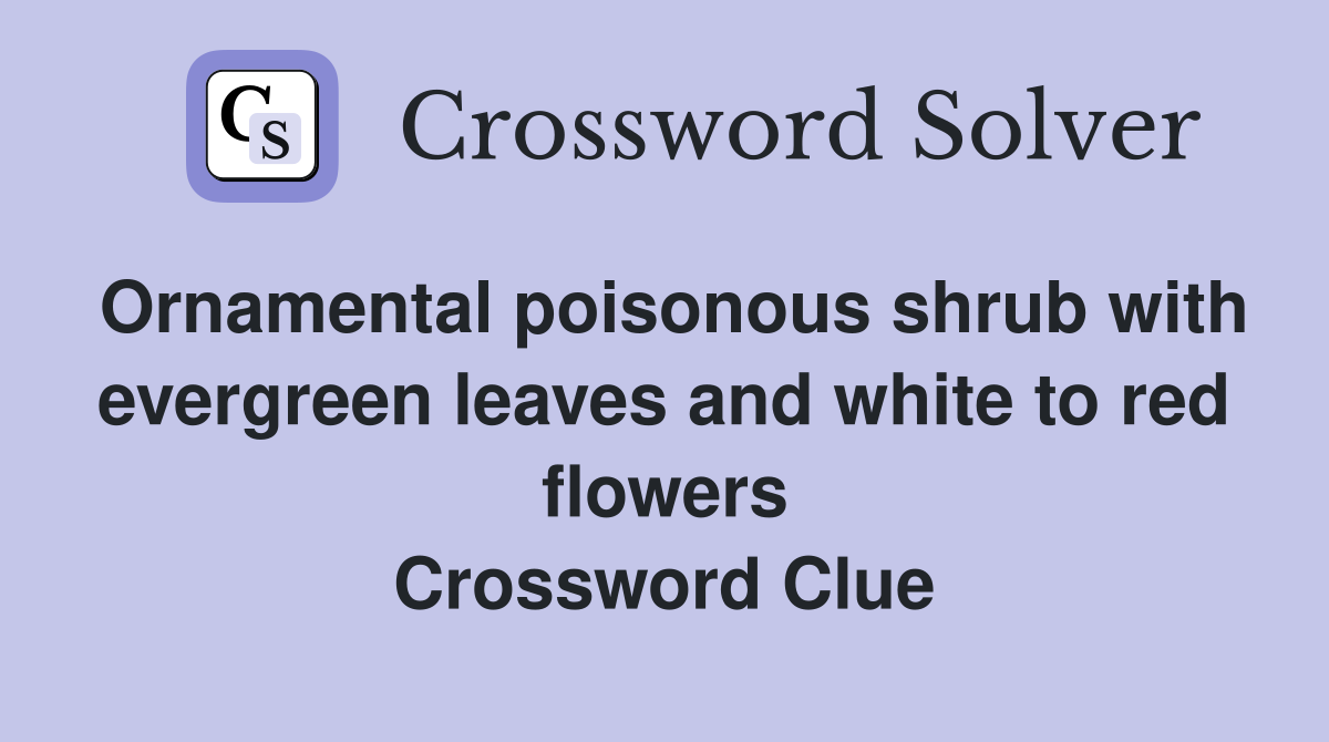 Ornamental poisonous shrub with evergreen leaves and white to red flowers Crossword Clue