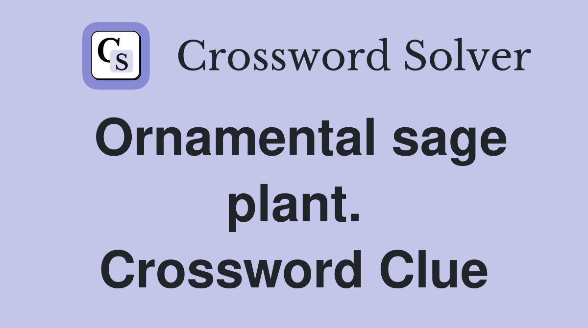 Ornamental sage plant. Crossword Clue
