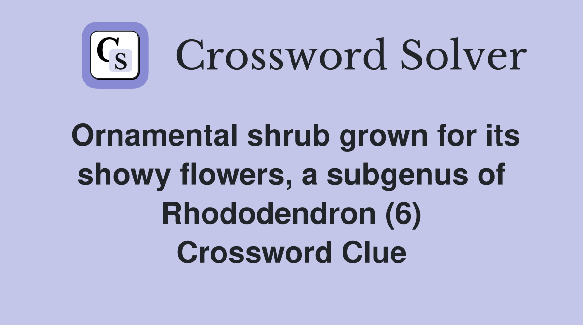 Ornamental shrub grown for its showy flowers, a subgenus of Rhododendron (6) Crossword Clue