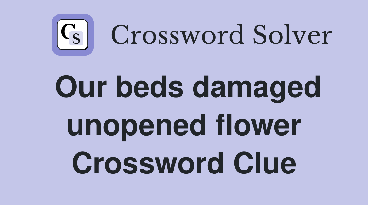 Our beds damaged unopened flower Crossword Clue