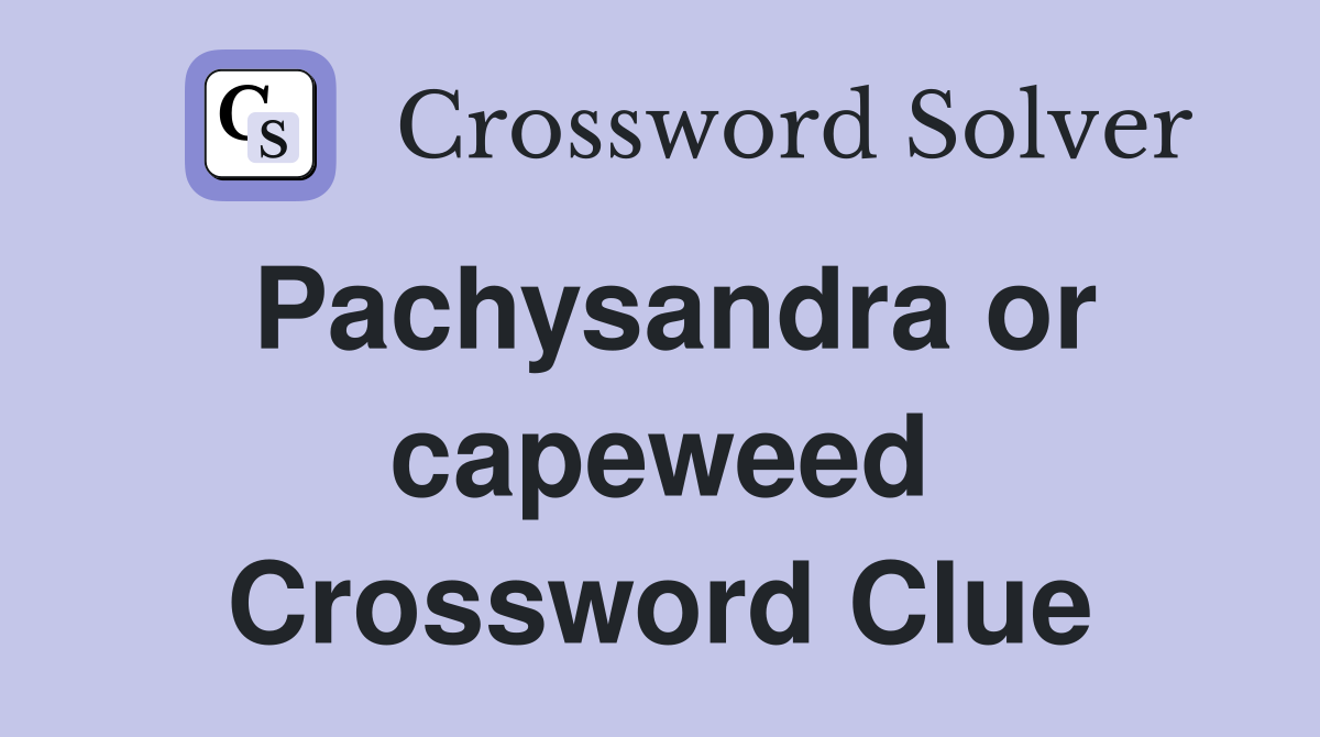 Pachysandra or capeweed Crossword Clue