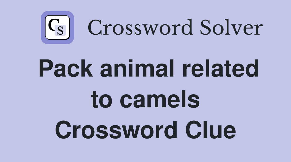 Pack animal related to camels Crossword Clue