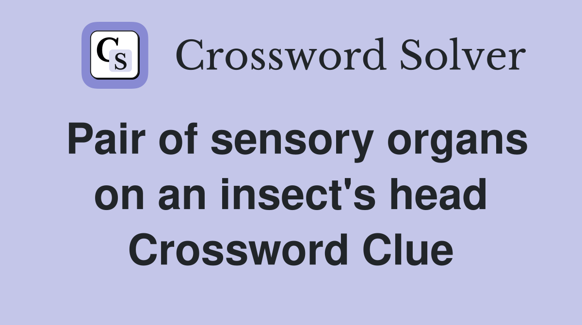 Pair of sensory organs on an insect's head Crossword Clue