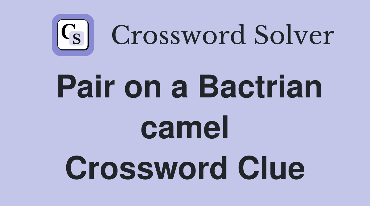 Pair on a Bactrian camel Crossword Clue