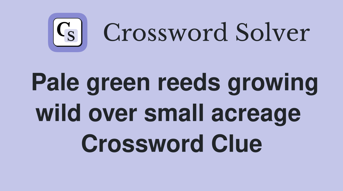 Pale green reeds growing wild over small acreage  Crossword Clue