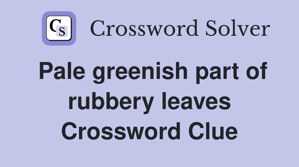 Pale greenish part of rubbery leaves Crossword Clue