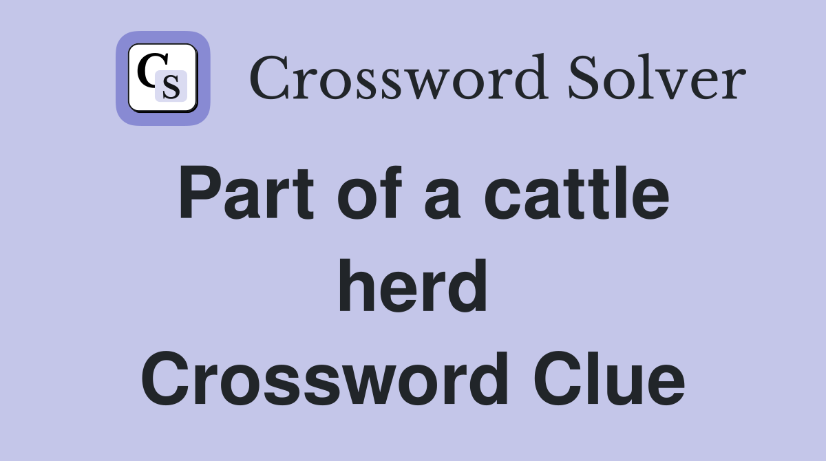 Part of a cattle herd Crossword Clue