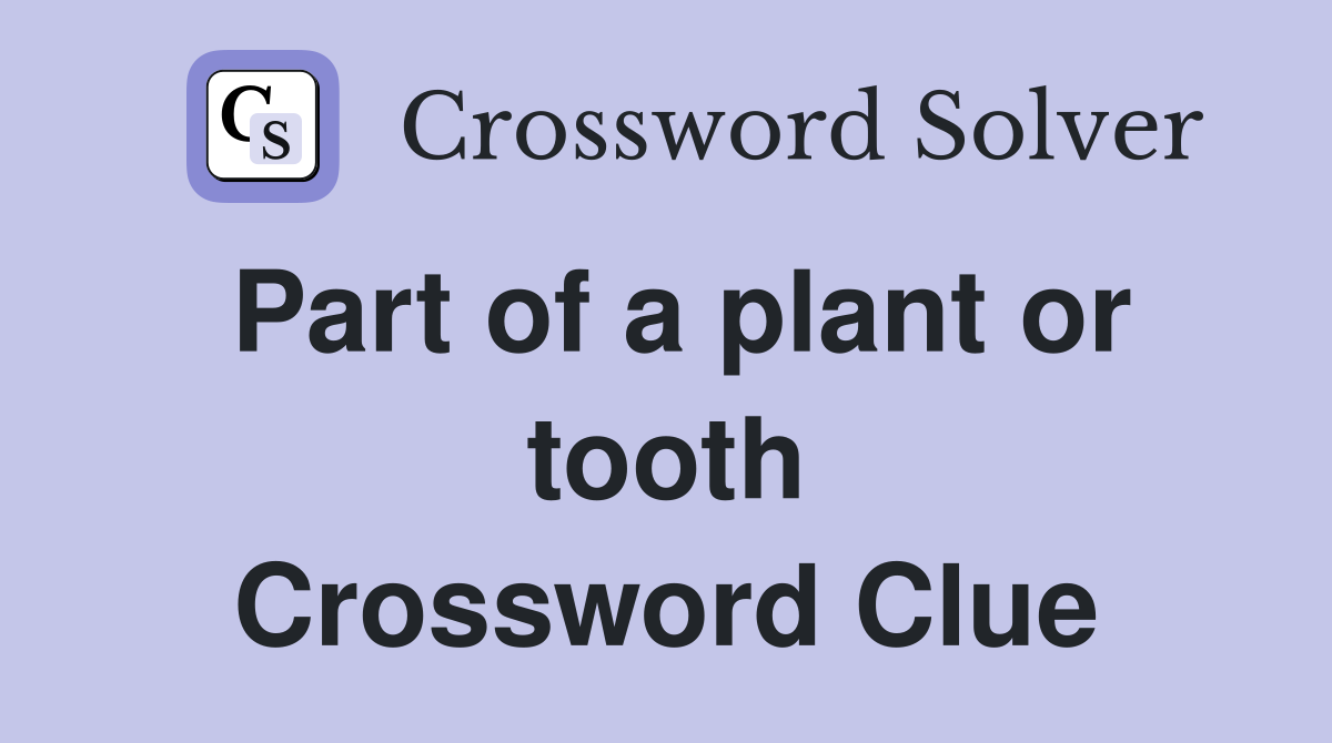 Part of a plant or tooth Crossword Clue