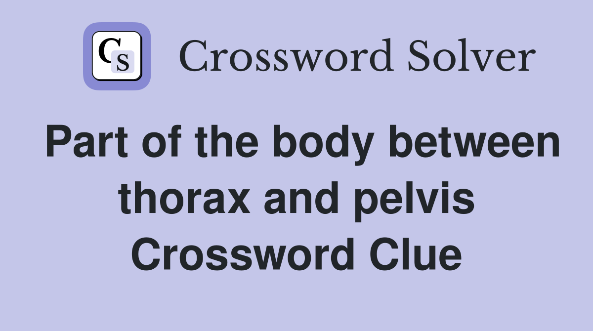 Part of the body between thorax and pelvis Crossword Clue