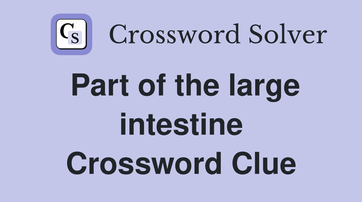 Part of the large intestine Crossword Clue