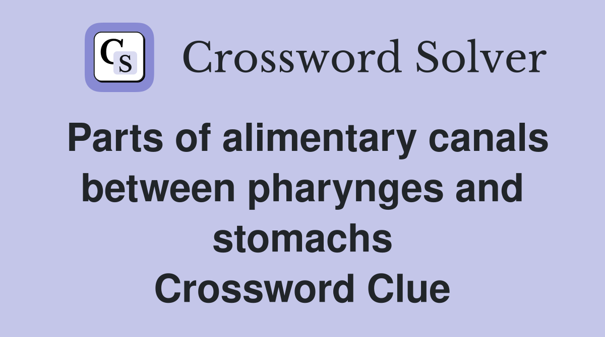 Parts of alimentary canals between pharynges and stomachs Crossword Clue