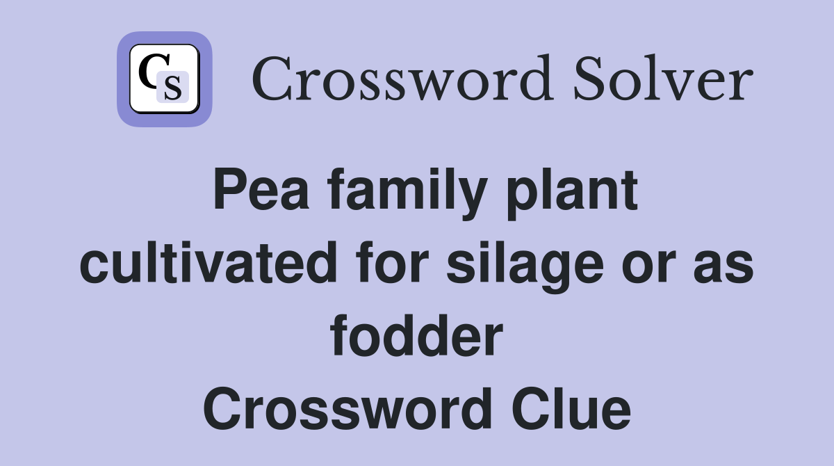 Pea family plant cultivated for silage or as fodder Crossword Clue