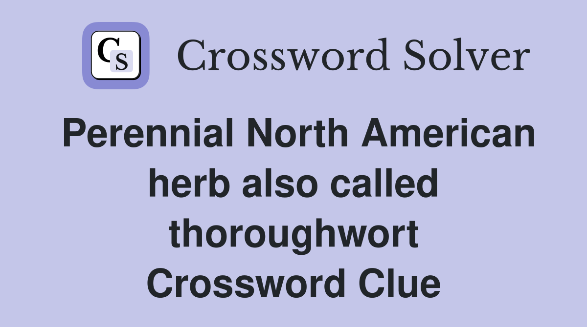 Perennial North American herb also called thoroughwort Crossword Clue