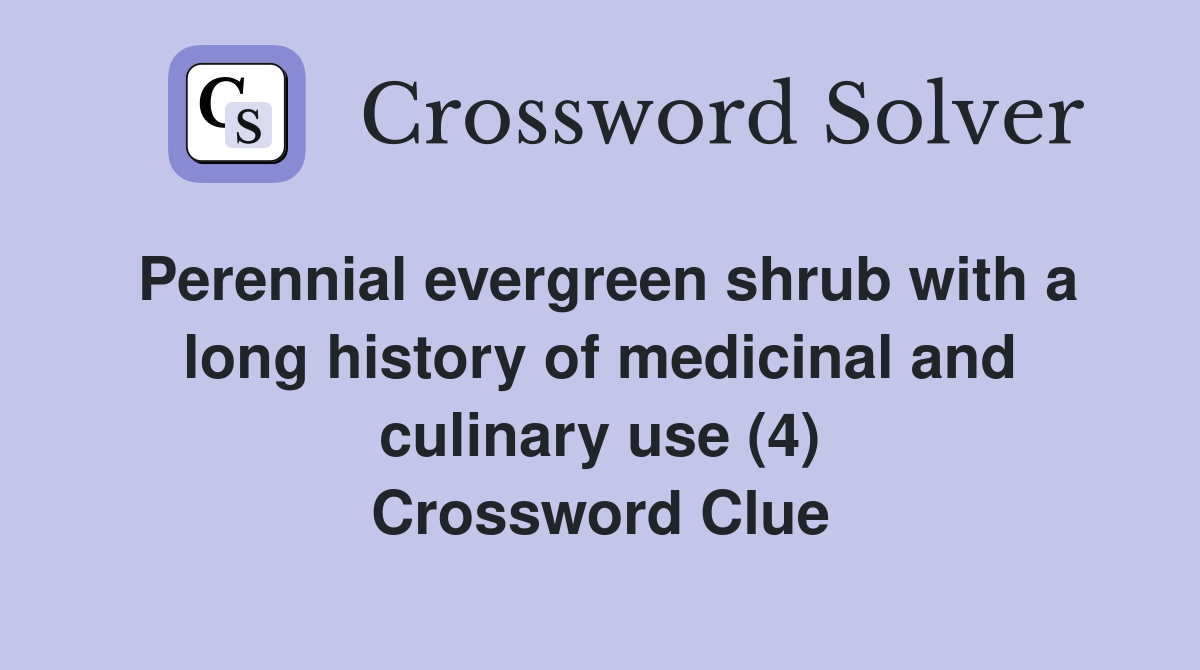 Perennial Evergreen Shrub With A Long History Of Medicinal And Culinary 