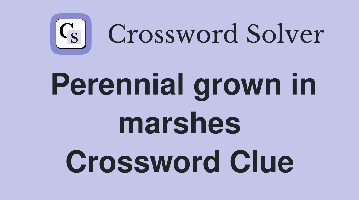 Perennial grown in marshes Crossword Clue