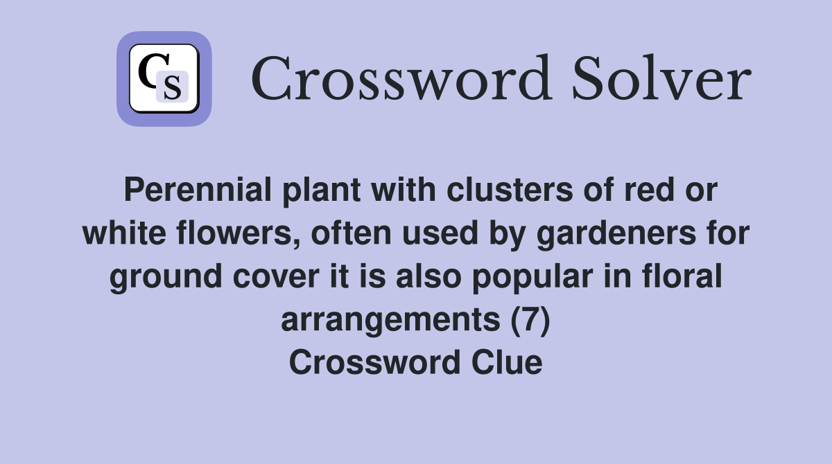 Perennial plant with clusters of red or white flowers, often used by gardeners for ground cover it is also popular in floral arrangements (7) Crossword Clue
